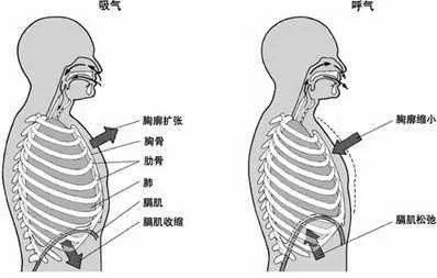 膈肌呼吸模式