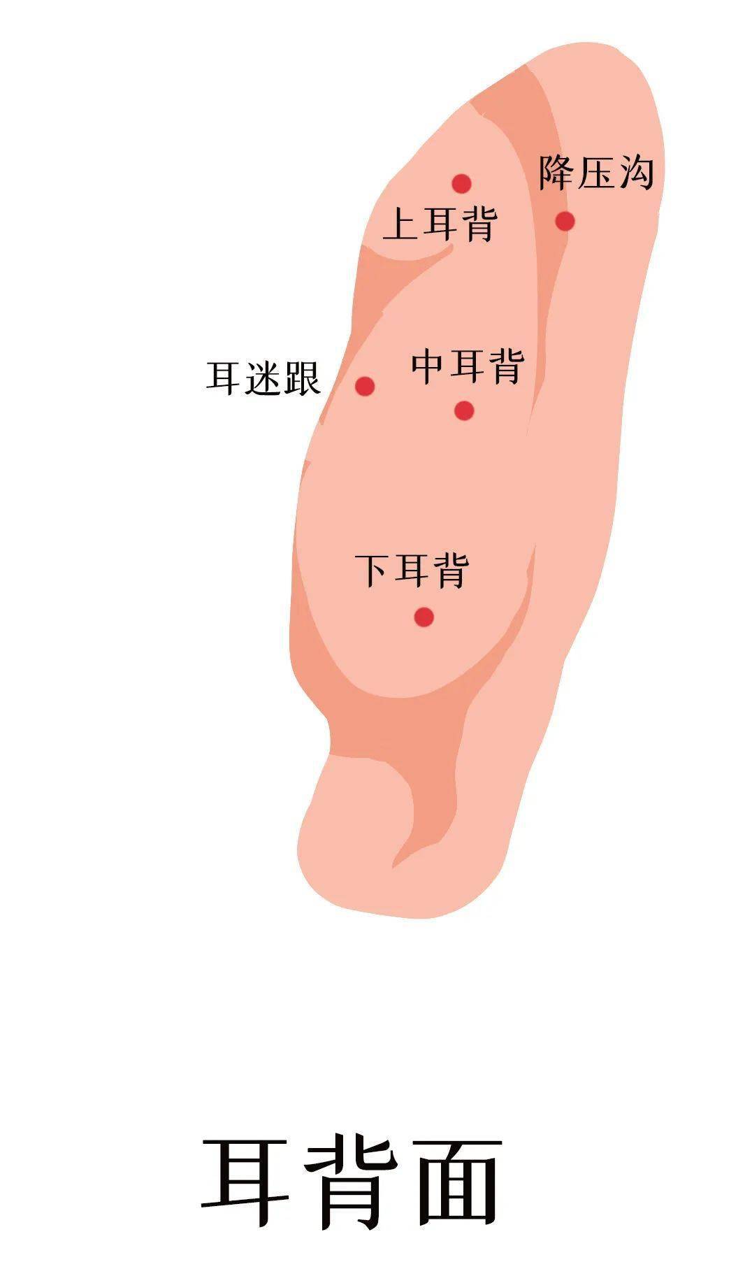 【方法】食指和中指塞进耳窝,从反面托住降压沟,拇指指腹沿着降压沟从