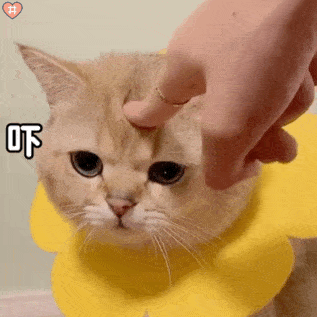 表情包动图 | 值得收藏的表情包_手机搜狐网