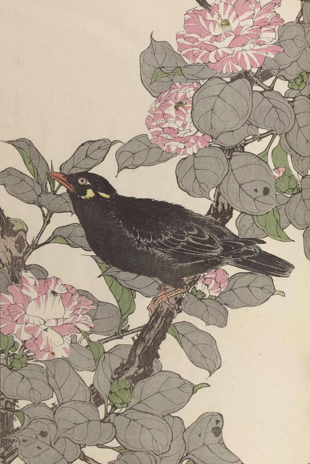 美术院校争作教材的《景年花鸟画谱》绝美！_日本