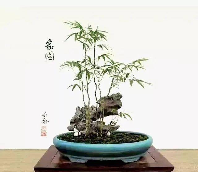 将竹子做成盆景,便多一分雅趣!_郑永泰