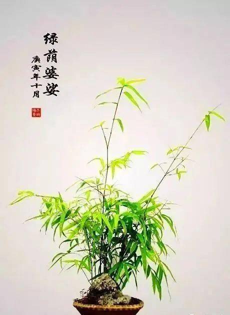 将竹子做成盆景,便多一分雅趣!_郑永泰