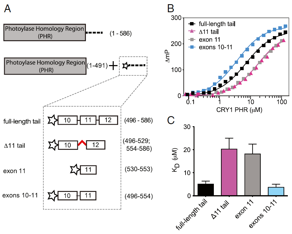 障碍|PNAS：“夜猫子”睡眠障碍竟然会是基因突变导致的！