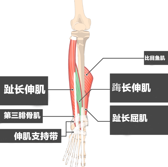 相关肌肉▼踝关节完成背屈动作时,谁是主动肌?谁是协作肌?谁是拮抗肌?