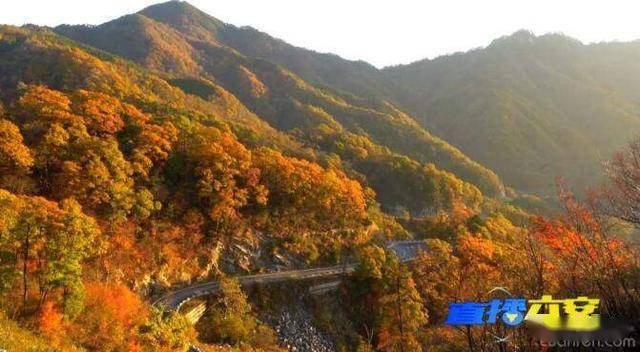 金寨马鬃岭:秋色染红大别山,红叶美景入画来