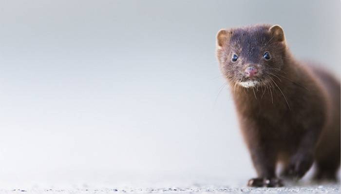 上市公司|为防新冠病毒丹麦计划举国捕杀水貂，A股唯一皮草上市公司受波及