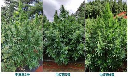 中国农科院|中国农科院麻类所选育的3个工业大麻新品种达到国内领先水平