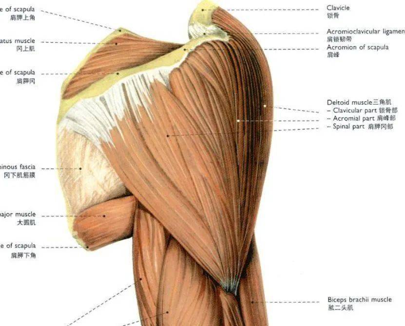 肩峰和肩胛冈,肌束逐渐向外下方集中,止于肱骨三角肌粗隆