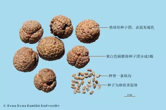 每日一味中药-草豆蔻