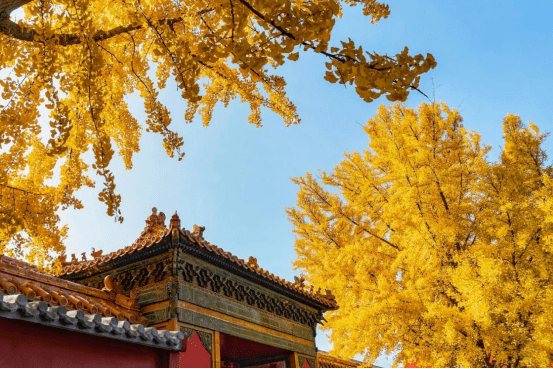 这个秋天，和想见的人一起去看银杏吧_北京