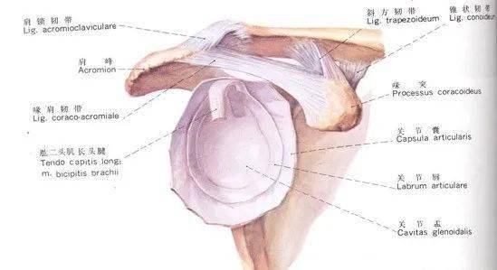 肩关节(冠状面)