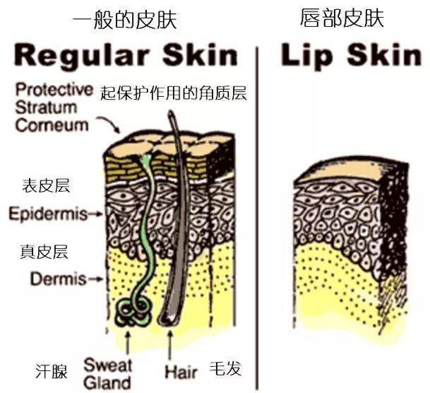 桂花|国产“唇纹熨斗”，一抹摆平唇干、起皮，润得想接吻