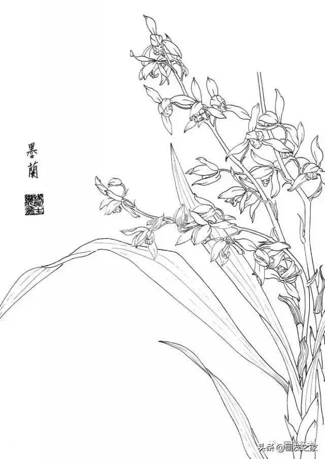 白描花卉写生范本:百花谱