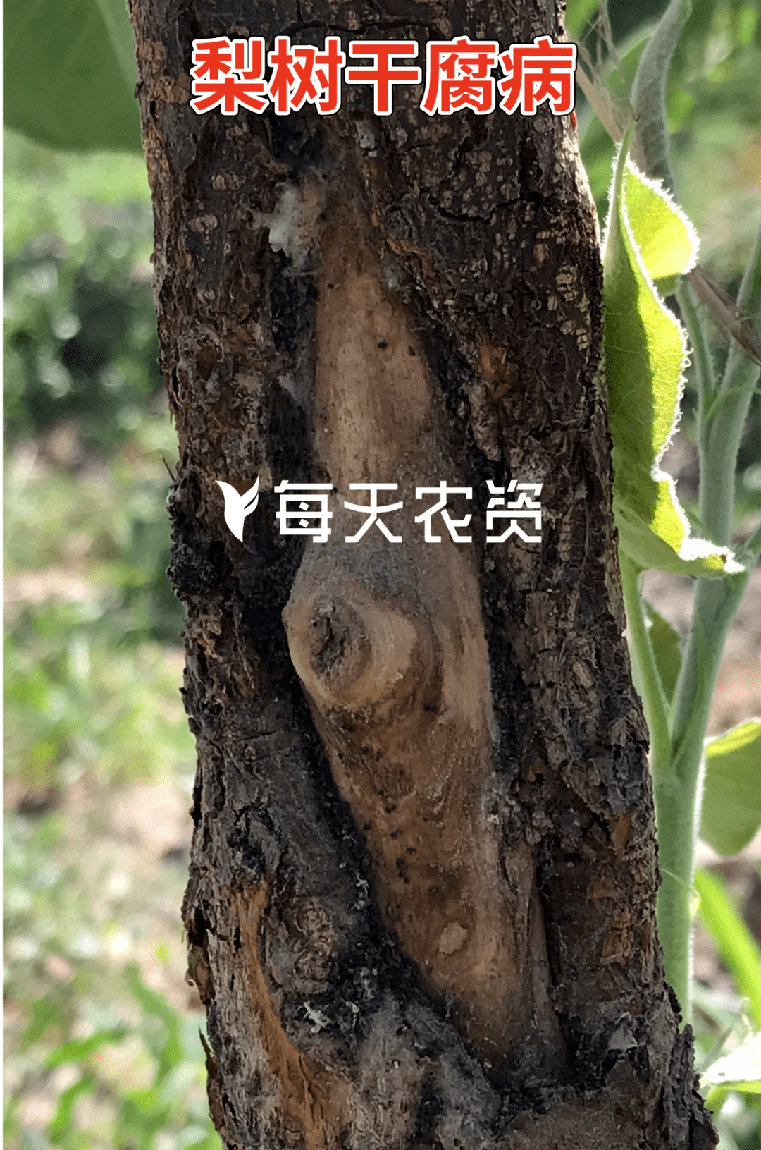 【梨木虱危害梨树果实】