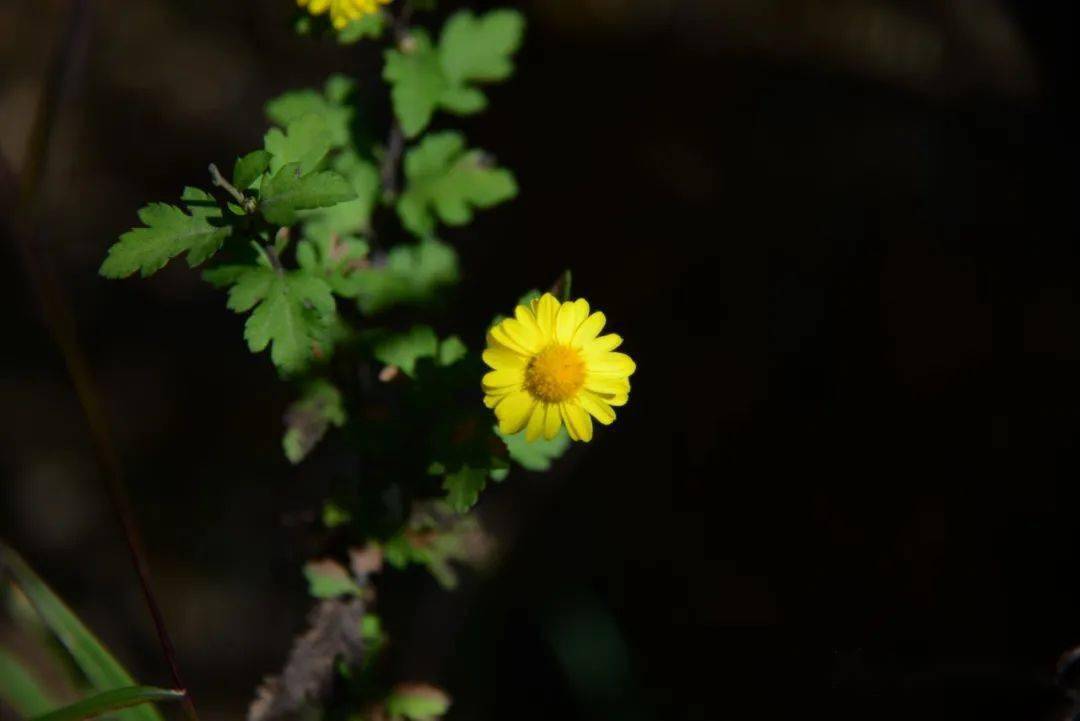 野山菊花