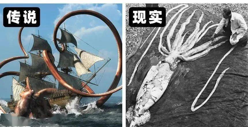 双头人霍比特人海怪原来这些生物真的存在过