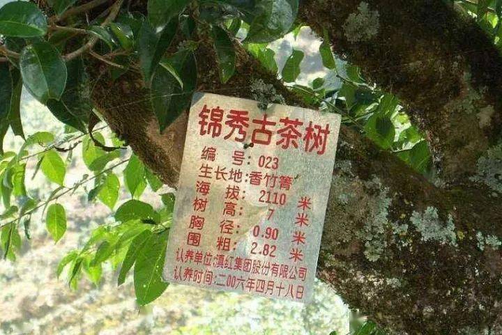 小贴士: ① 茶山位置:香竹箐位于临沧凤庆县小湾镇锦绣村.