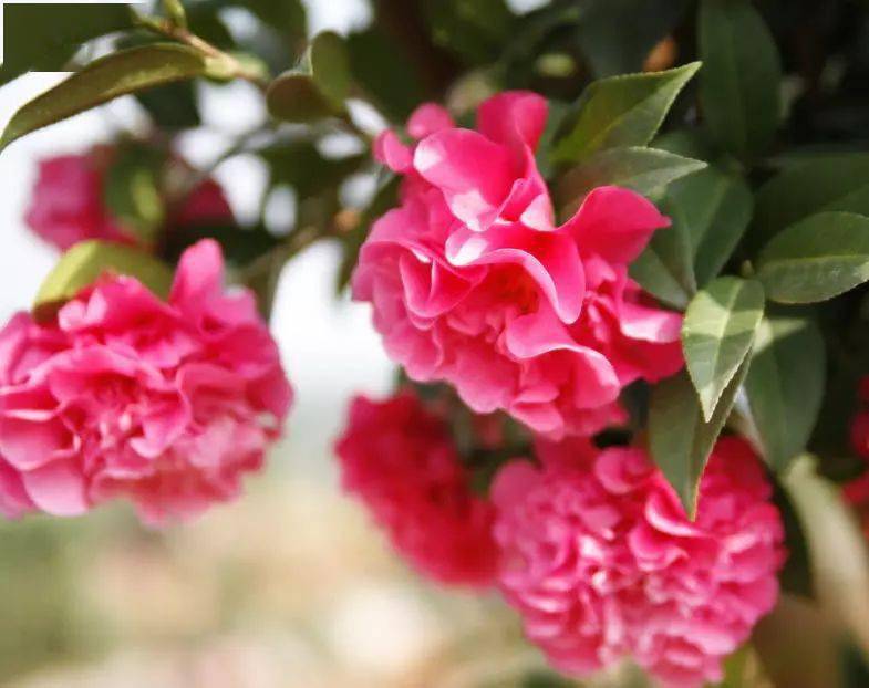 滇山茶花