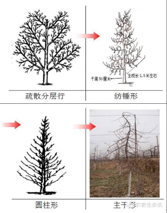 【五谷丰】果树修剪技术,看过不少!说良心话,这个讲得