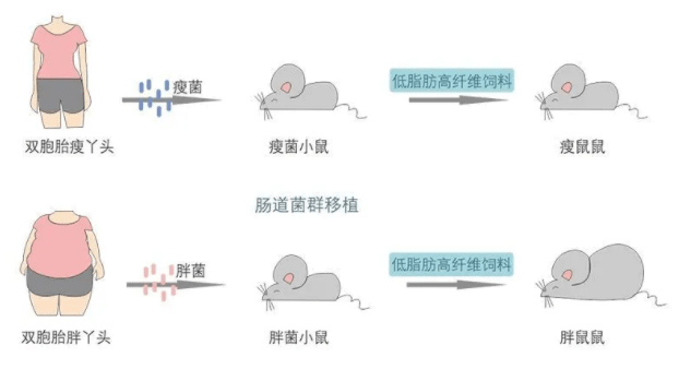 肠道|有人狂吃还瘦，而你一吃就胖？“易瘦体质”的秘密竟然是因为它.......?