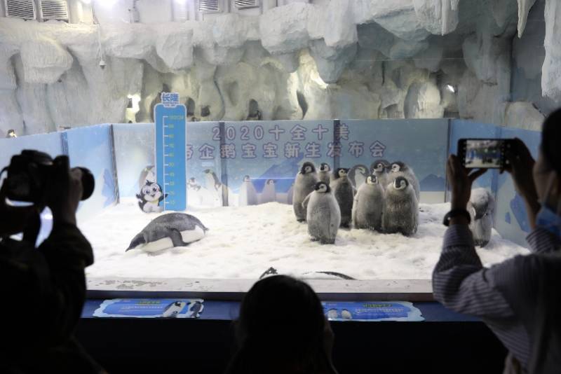 珠海长隆揭秘帝企鹅繁育：模仿南极冬天，周期调控光照色温