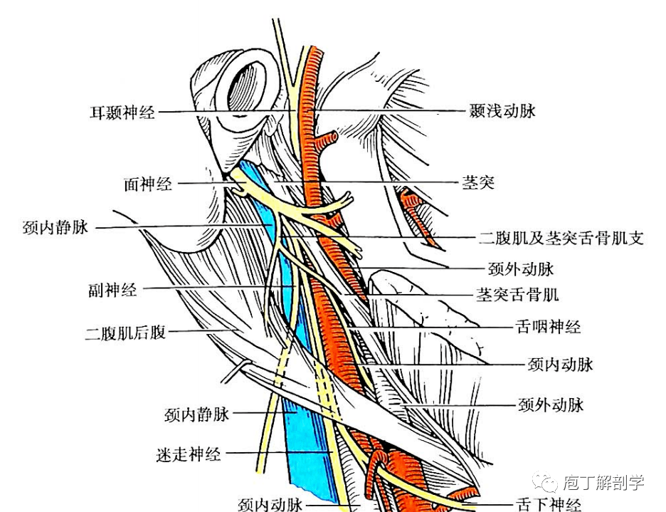 6.咬肌 起自颧弓下缘及其深面,止于下颌支外侧面和咬肌粗隆.