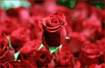 愿收到玫瑰花祝福的朋友, 一生平安;一生健康! 快乐幸福!