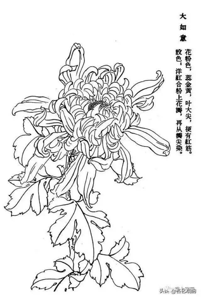 60种菊花工笔白描写生画法