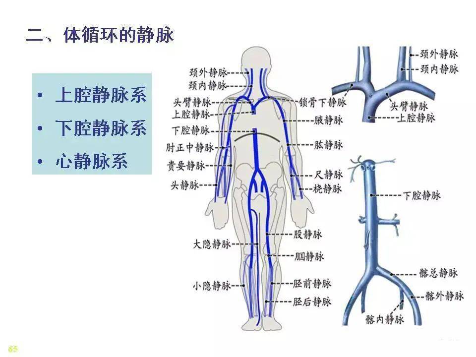 静脉-解剖图