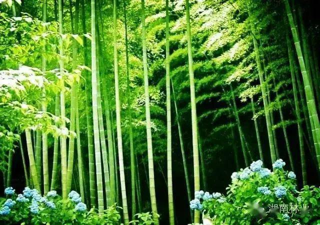
湘鄂两省签订重大林业有害生物联防联治协