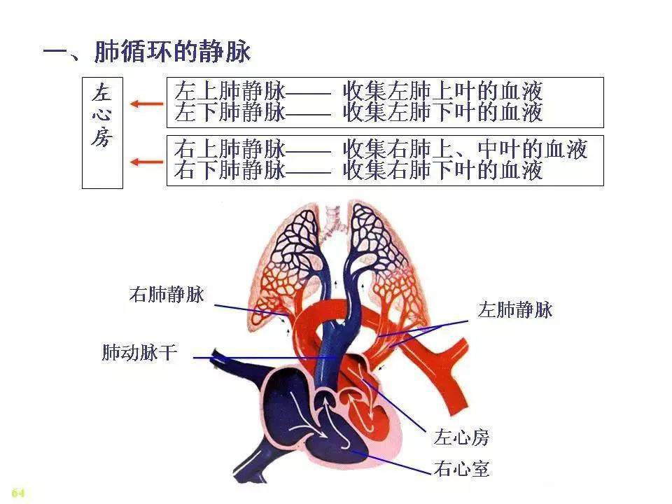 静脉-解剖图_主动脉