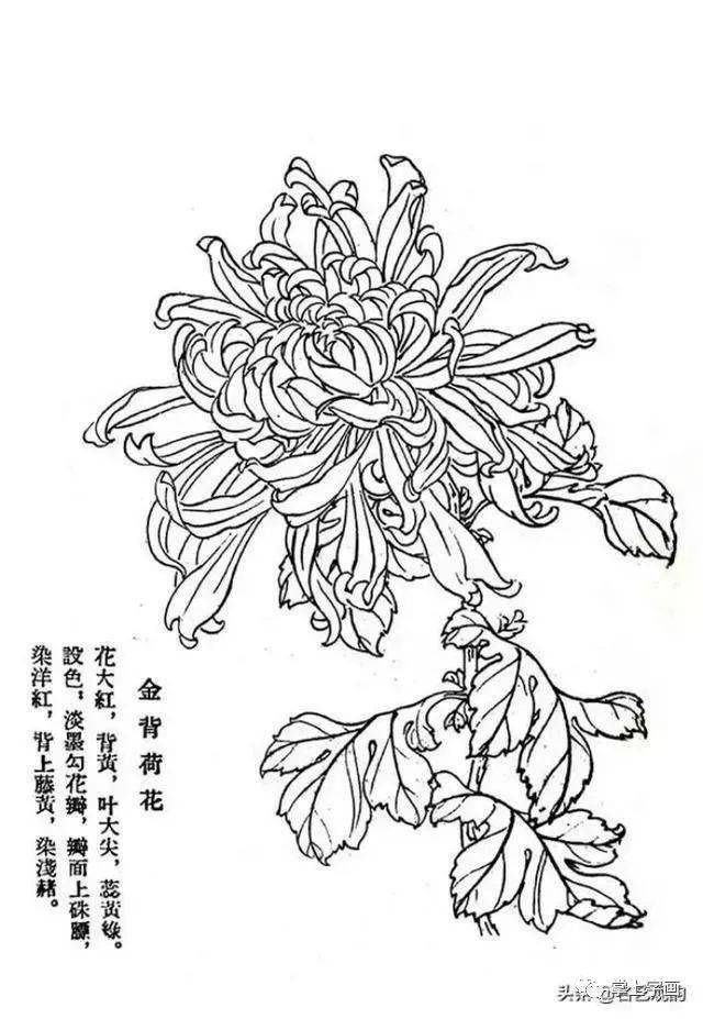 60种菊花工笔白描写生画法