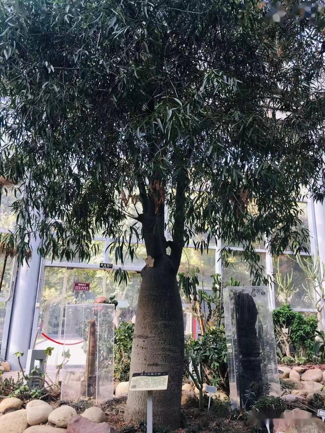 点赞 就被各种奇特形态植物的气场震慑了 号称沙漠水塔的昆士兰瓶干树
