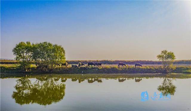 图说|泗洪:初冬湿地 景色如画