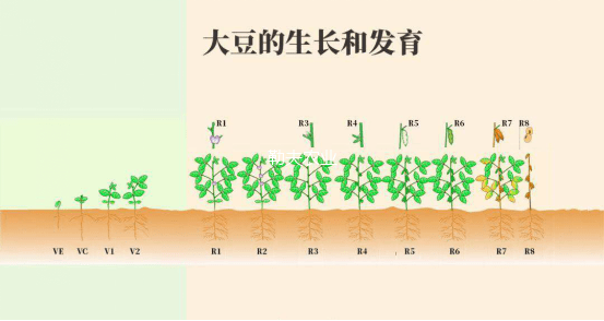 大豆全生长周期施肥管理要点!