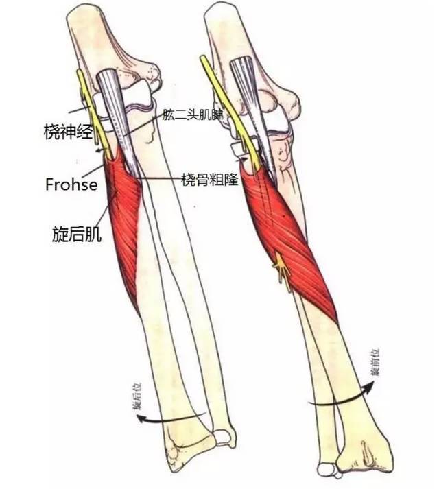 桡神经解剖与卡压部位_肱骨