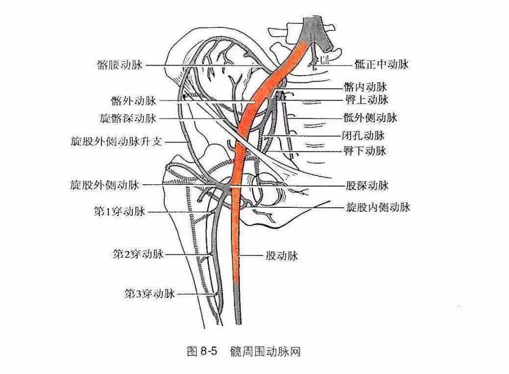 股 动 脉 的位置 大腿微屈并外展,外旋时,由髂前上棘至耻骨联合连线