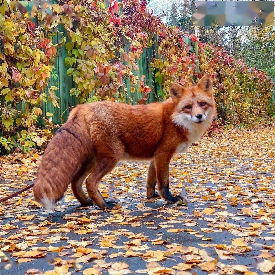 俄罗斯小哥从皮草农场救回小狐狸,如今这毛茸茸的大尾巴也太可了!