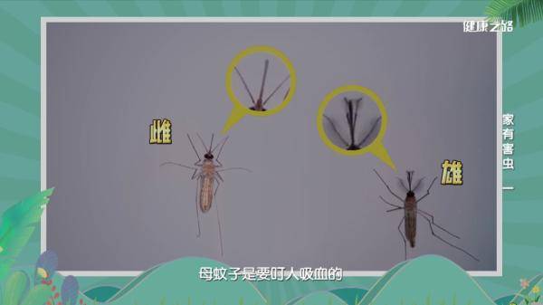 想要蚊子远离你,这些方式要牢记!_害虫