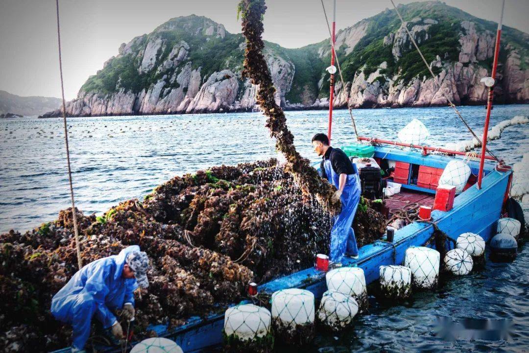 贻贝养殖,就是用木桩在近海处围成一块块"海田,然后渔绳交错,贻贝