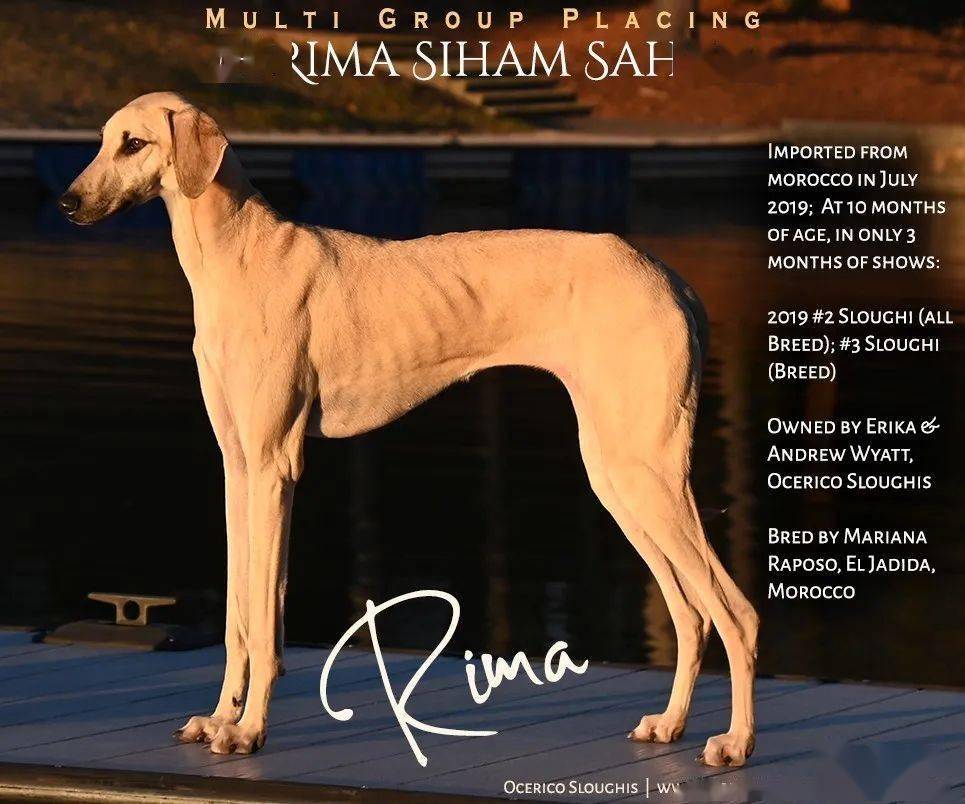 每日一王者"rima"——美国akc历史上最出色的斯卢夫猎犬