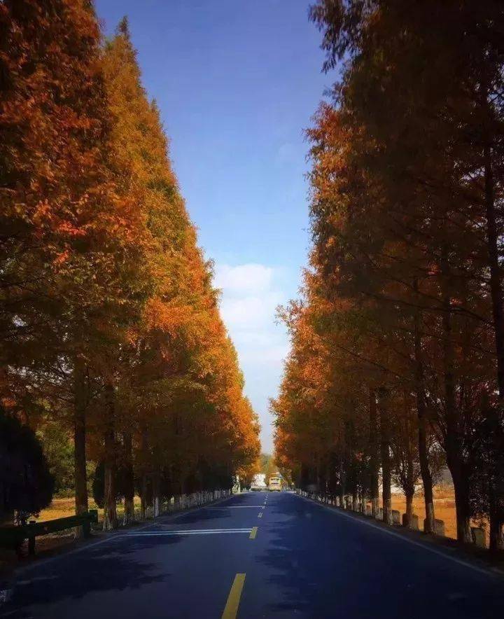 网红水杉路深秋最美的风景