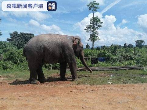 吴年温|缅甸掸邦发生大象踩踏事件 已致4人死亡