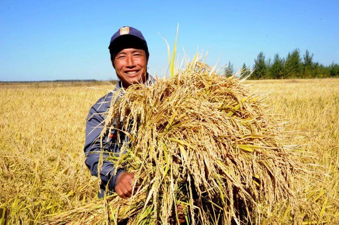 镇赉县努力打造"镇赉大米"地标品牌由水稻大县向水稻强县迈进