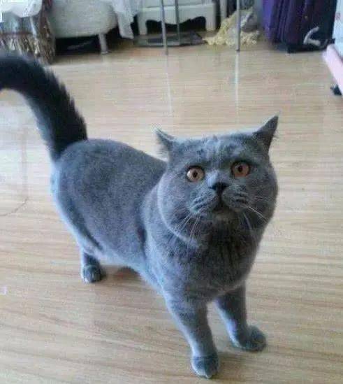 出差把蓝猫寄养在朋友家,第二天她发来照片:心疼我的龟!