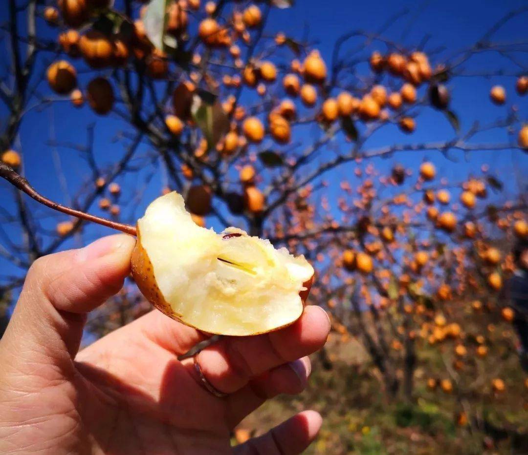 产地食材 ▎金珠沙梨:果香浓郁,野性风味,蒸熟后软糯