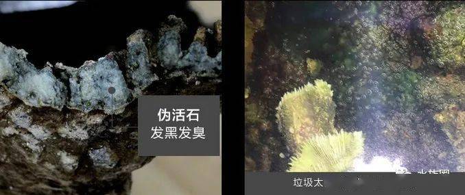伪活石,离水长时间陆运的活石,其内生物菌群大量死亡,释放出大量nh4
