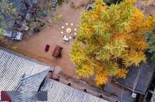 树龄|美不胜收！郑州市区最古老的银杏树，树龄1200年！你知道在哪吗？