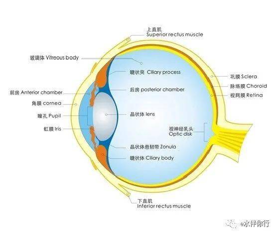 眼科学第一讲眼球的结构