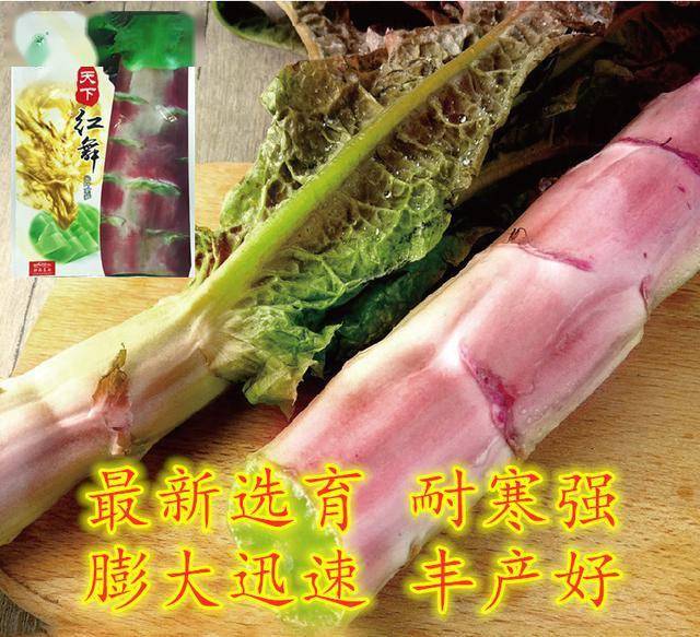 茎レタス 中国紅莴笋 種 1000粒 茎レタス 中国紅莴笋 種 1000粒 - メルカリ